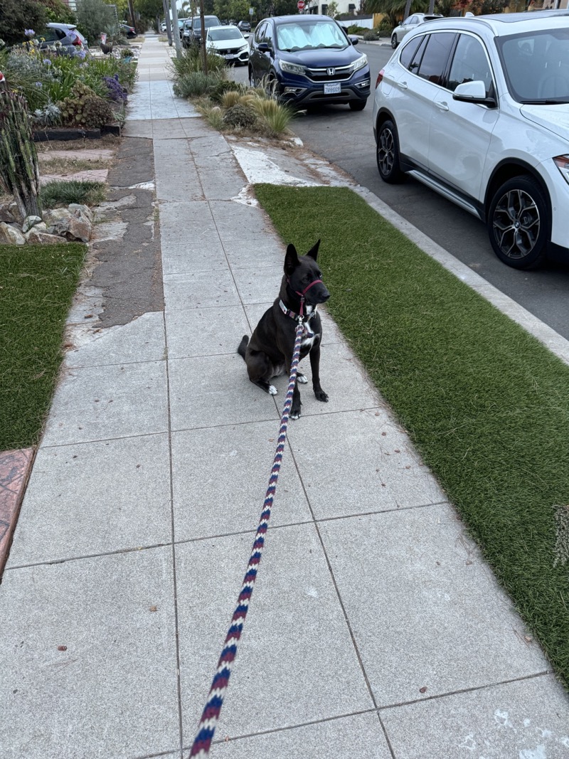 A picture of a black dog named Bowie sitting, taken on August 9 2024 at 6:14 am